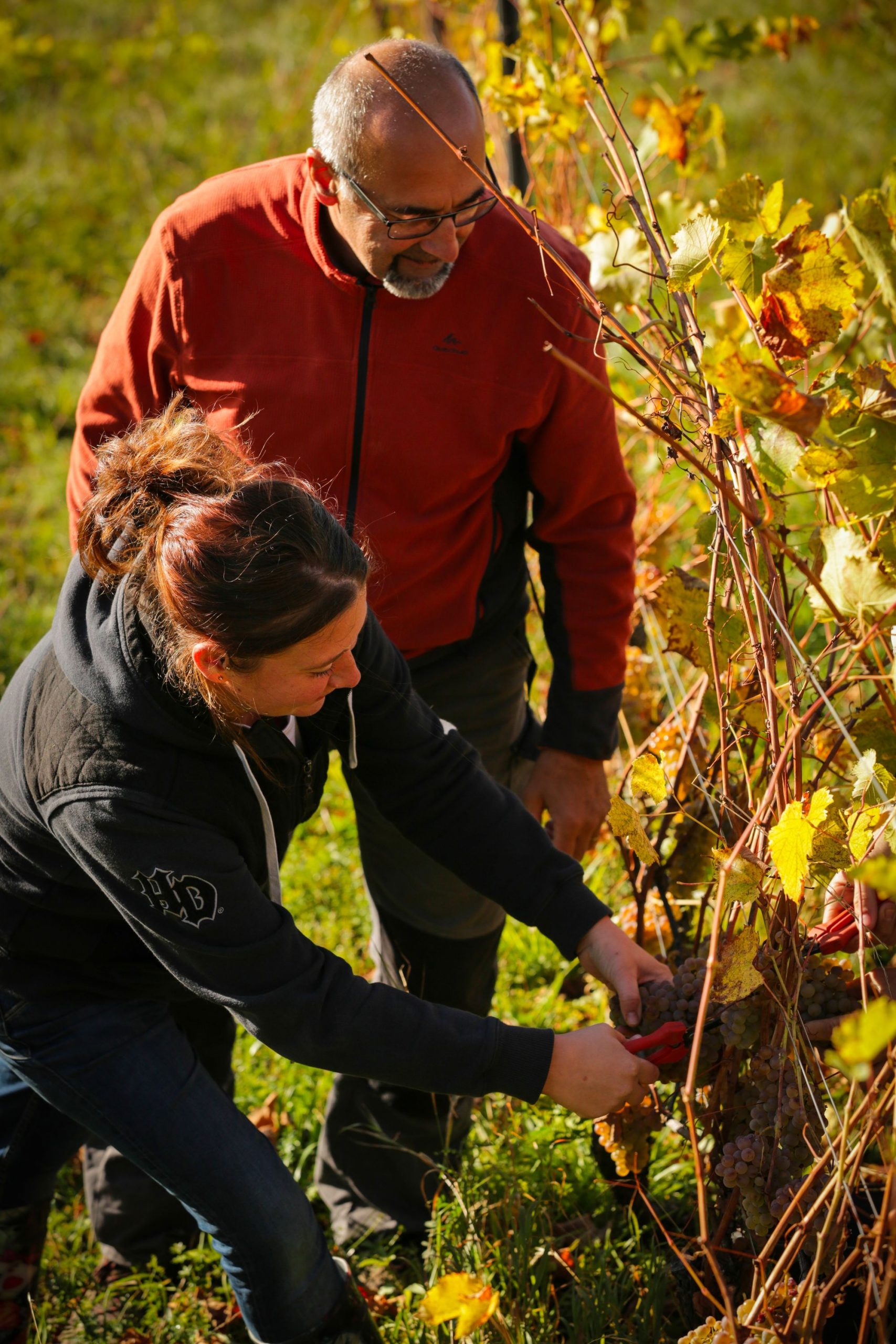 Alexis Chatagnat - vigneron